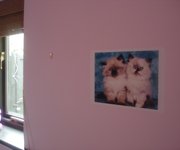 Pet Posters  Print photos of pets and stick to painted walls without damaging walls.